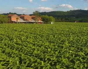 Santa Catarina Reaches Record Agricultural Production Value in 2023