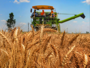 Global Wheat Market Faces Uncertainty as Russian Production Falters