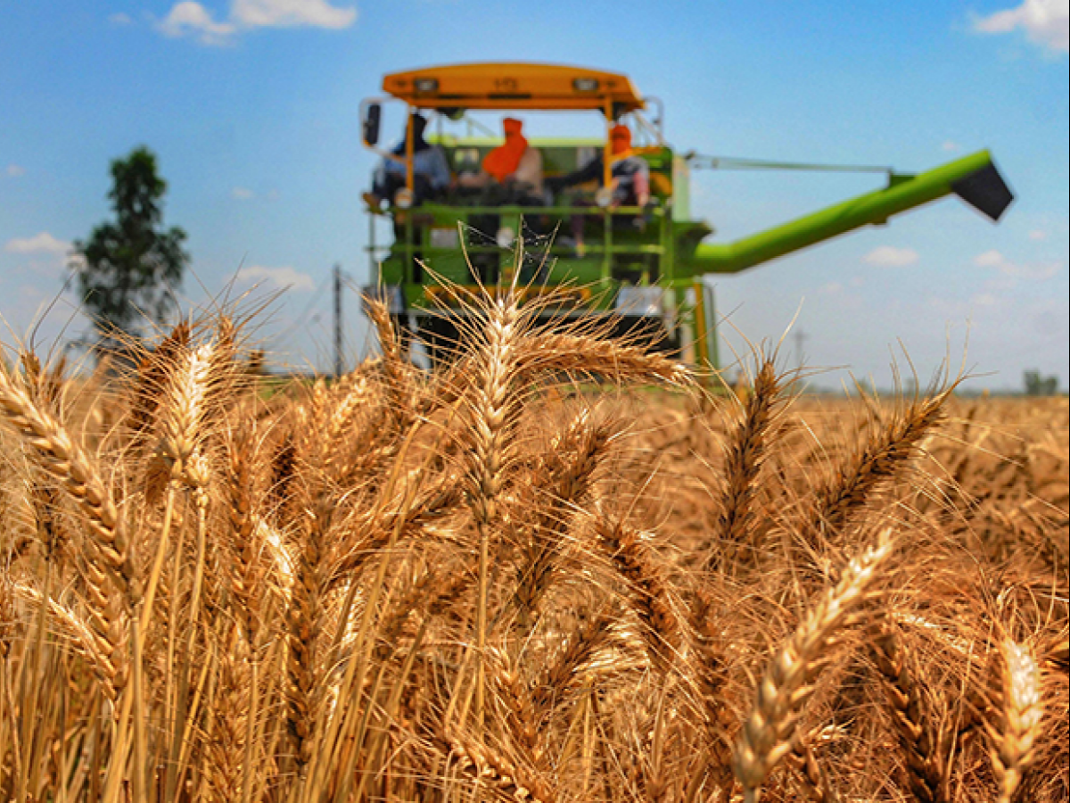 Global Wheat Supply Under Pressure from Adverse Weather and War