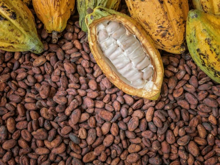 Cocoa Market Sees Dramatic Price Shifts