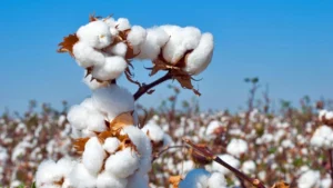 Uzbekistan's Cotton Conundrum: Environmental Threats Impact on a Major Producer