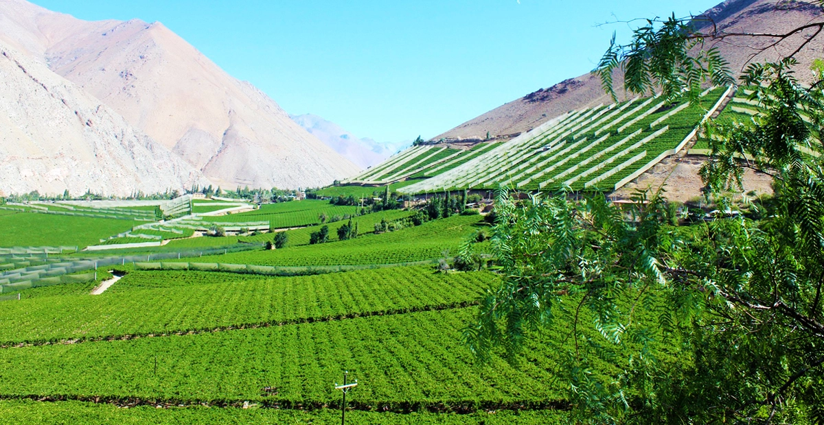 Chile wine