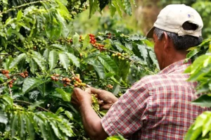 Colombia Coffee Harvest Falls to Weakest Start in Years