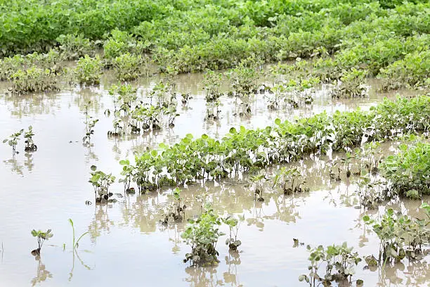 Soybean Prices Soar: Floods and Global Demand Shake Up Market. (Photo Internet reproduction)
