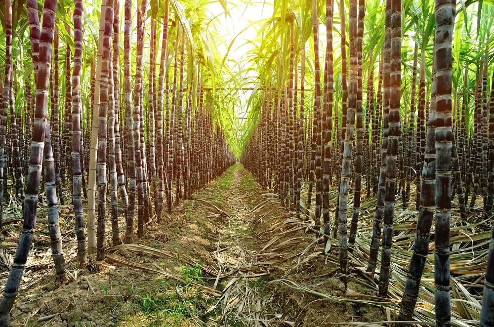 Paulista Agribusiness: A Surplus Powering São Paulo's Economy in 2024. (Photo Internet reproduction)