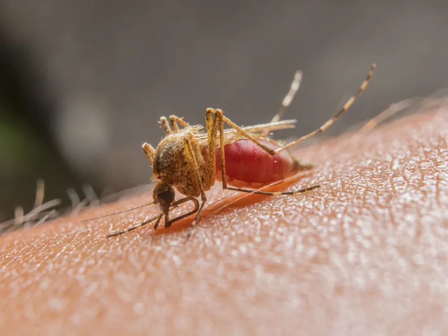 Rising Cost of Mosquito Threats: A Global Health Challenge