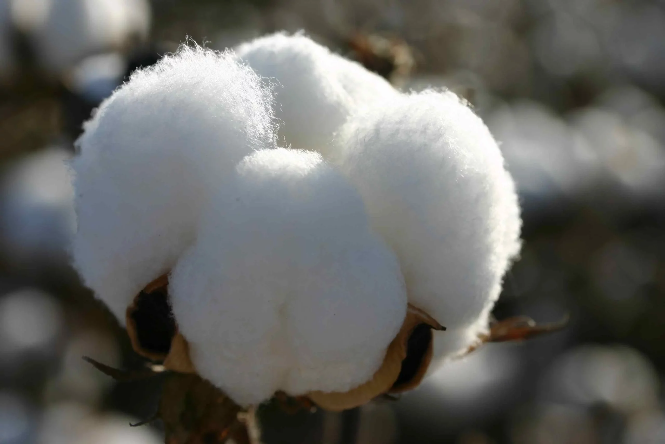 cotton (1)