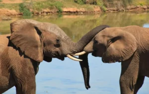 Whispering Giants: How Elephants Communicate with Names