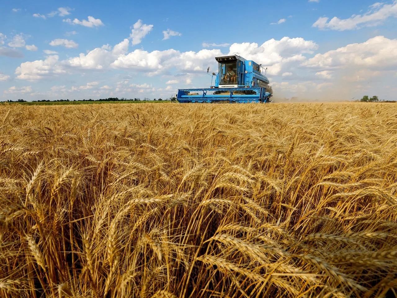 War and Weather: Ukraine's Grain Output Faces a Harsh Reality in 2024