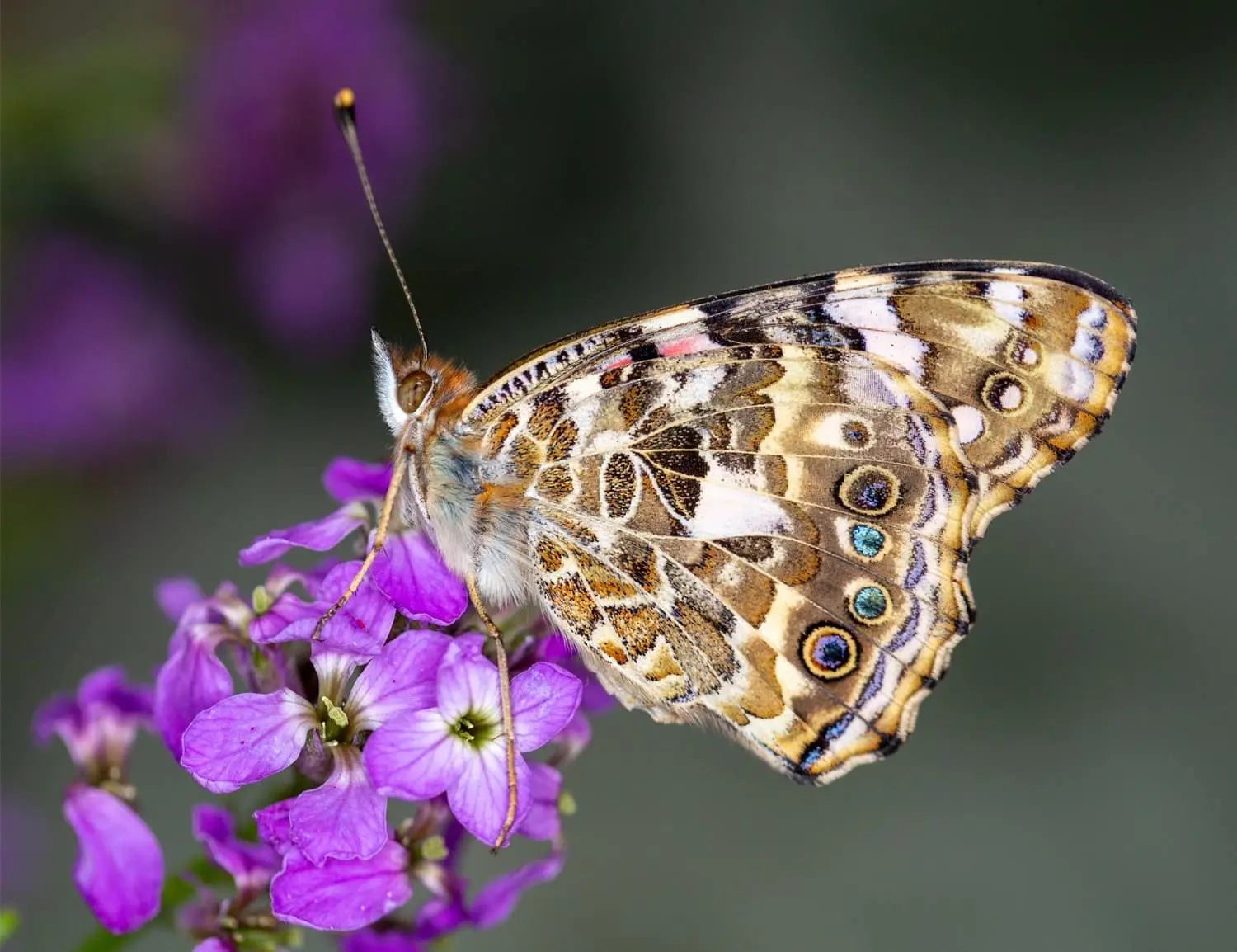 painted-lady-butterfly-min