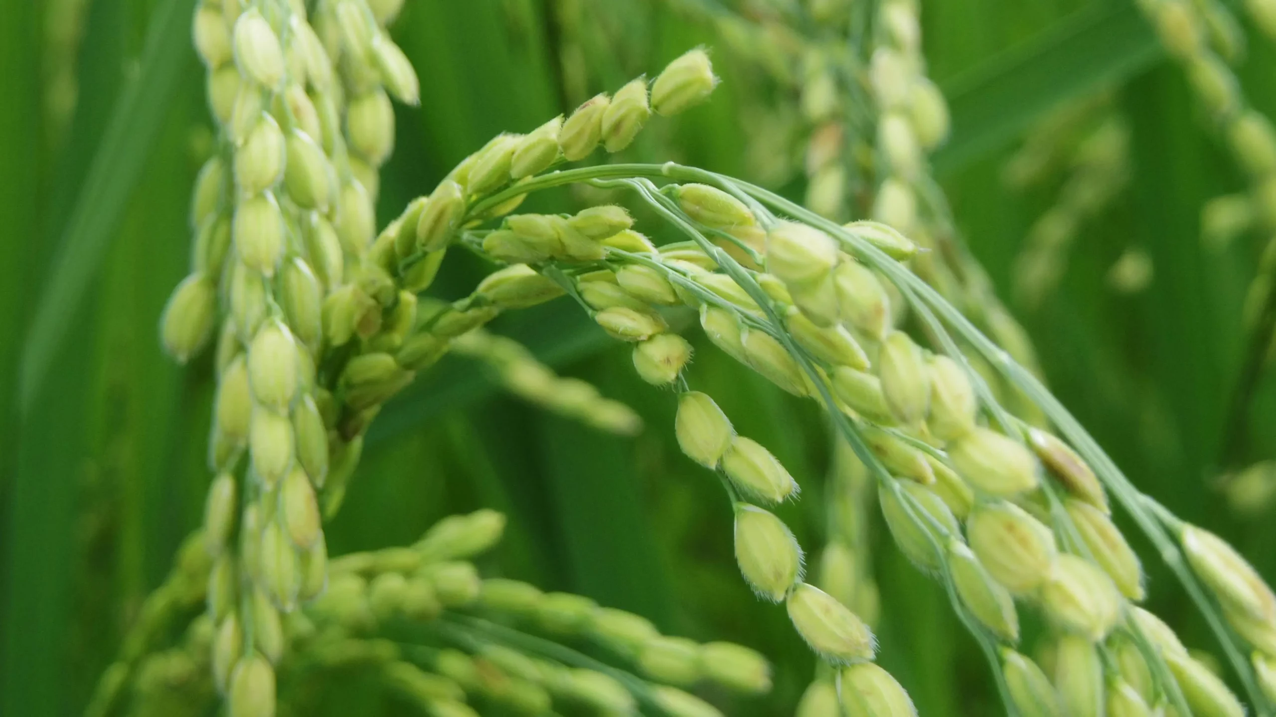 Brazil's Rio Grande do Sul Faces 9% Rice Yield Decline Due to Flooding. (Photo Internet reproduction)