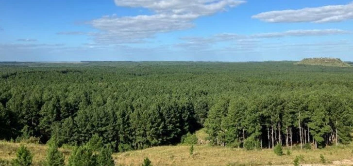 wald