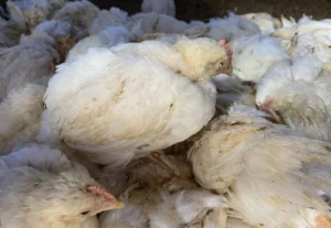 Brazil Announces Eradication of Newcastle Disease, Plans Global Trade Resumption