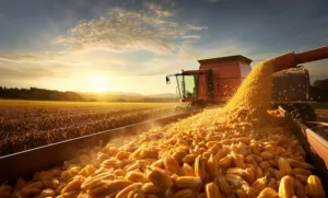 Soybeans and Corn Prices Rise Despite Market Challenges