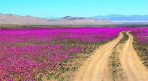 Atacama's Awakening: The Desert That Flowers