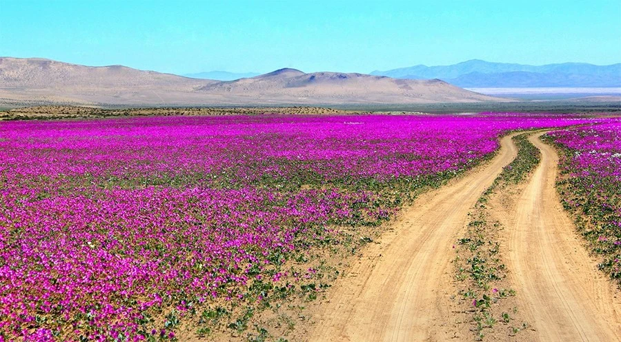 Atacama's Awakening: The Desert That Flowers