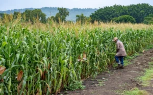 Mexico's Struggle for Food Sovereignty Against U.S. Agribusiness