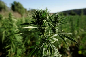 Morocco's Strategic Play: Capturing the European Cannabis Market