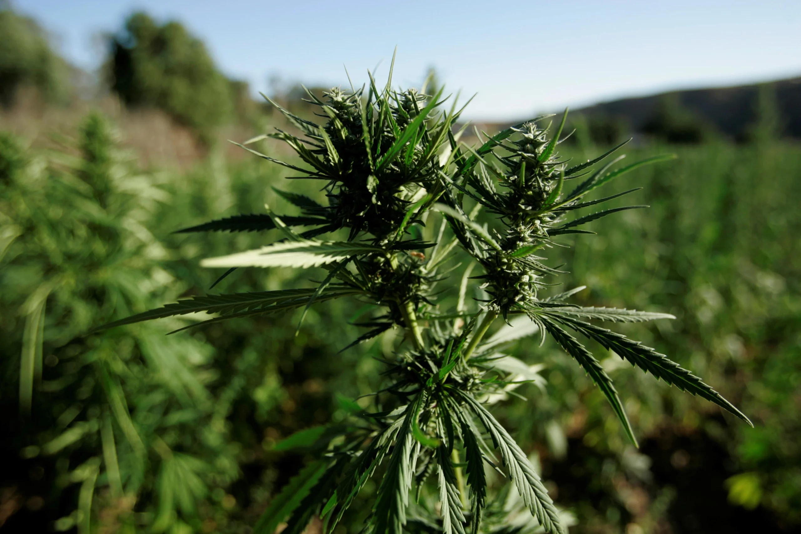 Morocco's Strategic Play: Capturing the European Cannabis Market