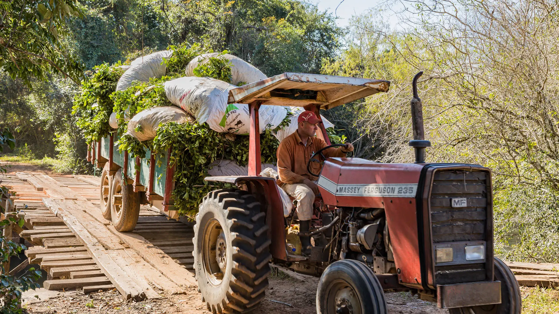 Paraguay’s Soybean Exports Surge by 44.8% in Early 2024. (Photo Internet reproduction)