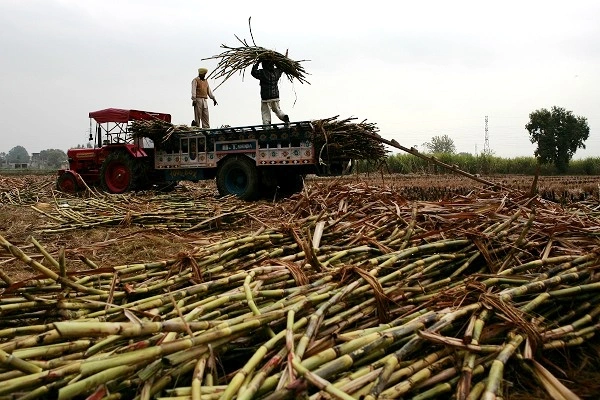 Surge in Global Sugar Surplus: A Forecast Shakeup for 2024/25. (Photo internet reproduction)