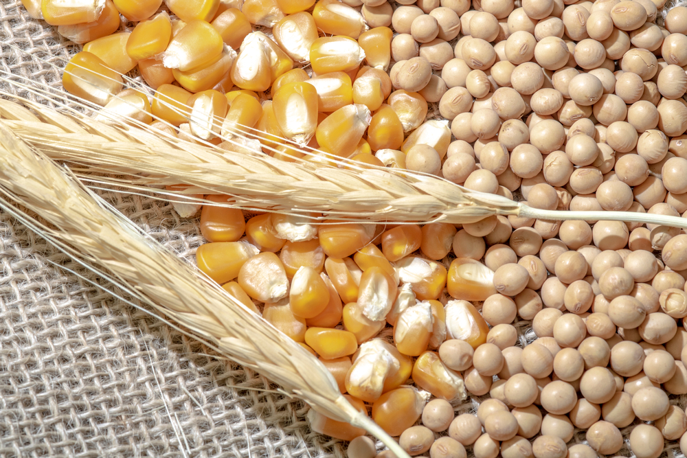 Market Shifts: Corn and Wheat Rise, Soybean Slumps