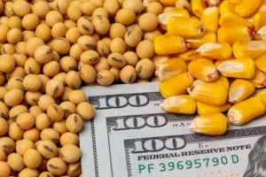 USDA Adjusts Corn and Soybean Production Forecasts