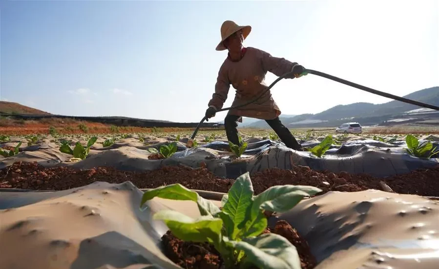 Extreme Weather Threatens China’s Agriculture and Food Security. (Photo Internet reproduction)