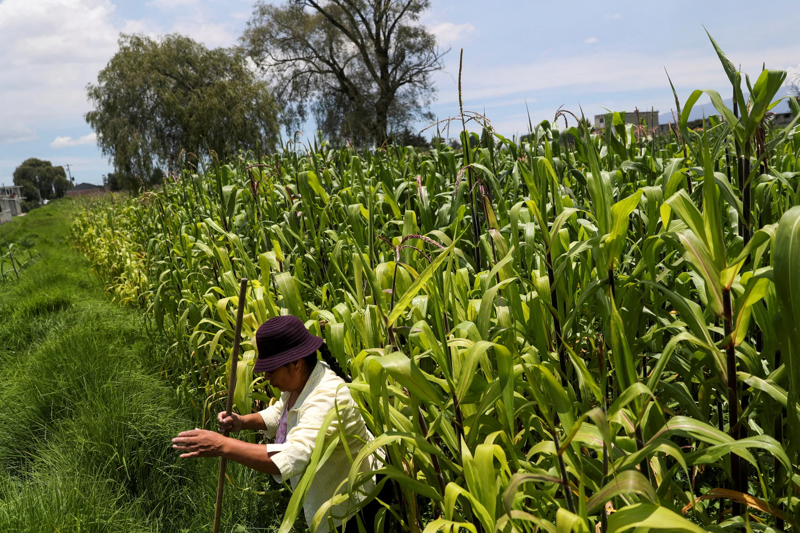 Seeds of Change: Pemex and Mota-Engil's Billion-Dollar Bet on Mexican Farming