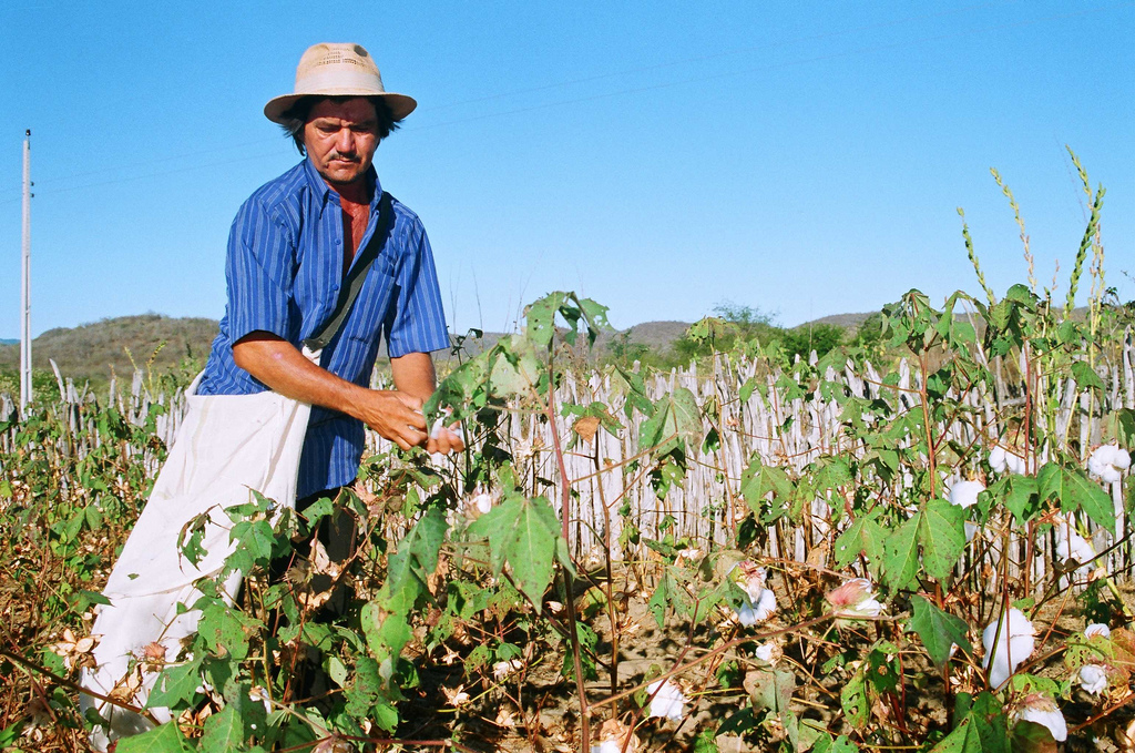 Brazilian Agribusiness Sees Record Employment at 28.6 Million. (Photo Internet reproduction)