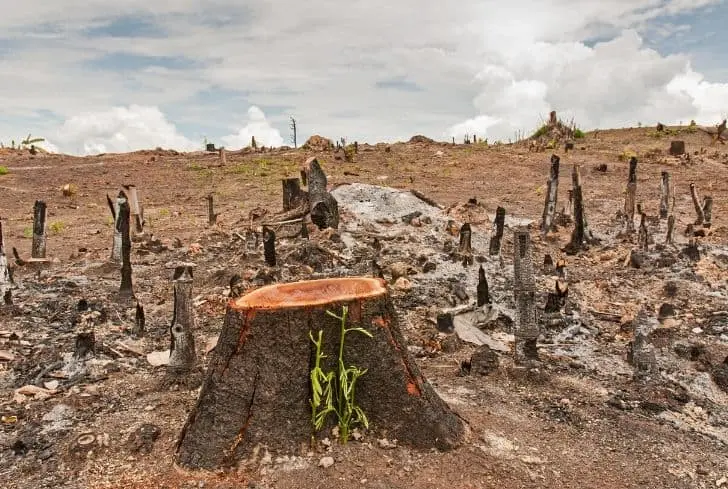 Brazilian Amazon's Lowest Deforestation Since 2017 Amid Record Fires. (Photo Internet reproduction)