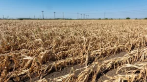Climate Change Drives Up Global Food Prices