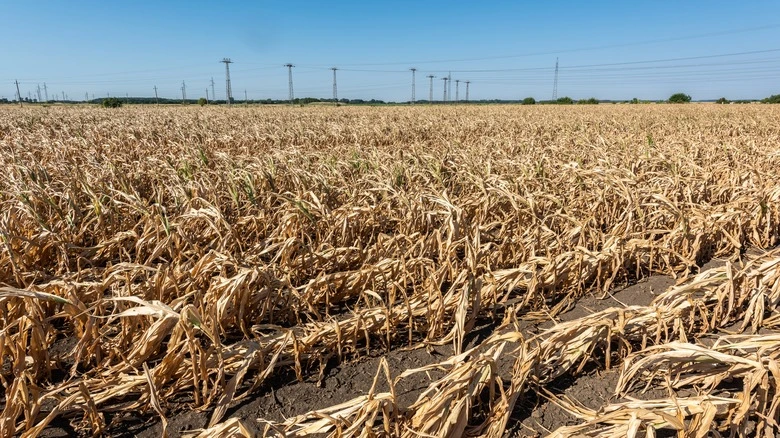 Climate Change Drives Up Global Food Prices
