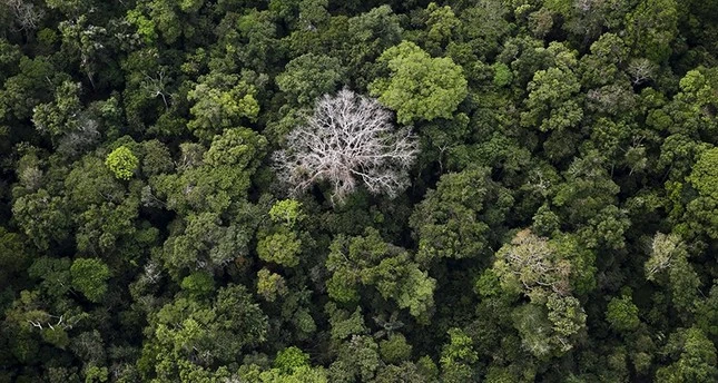 reforestation 2