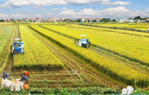 Senegal's Gradual Transition: From Agriculture to Oil Opportunities