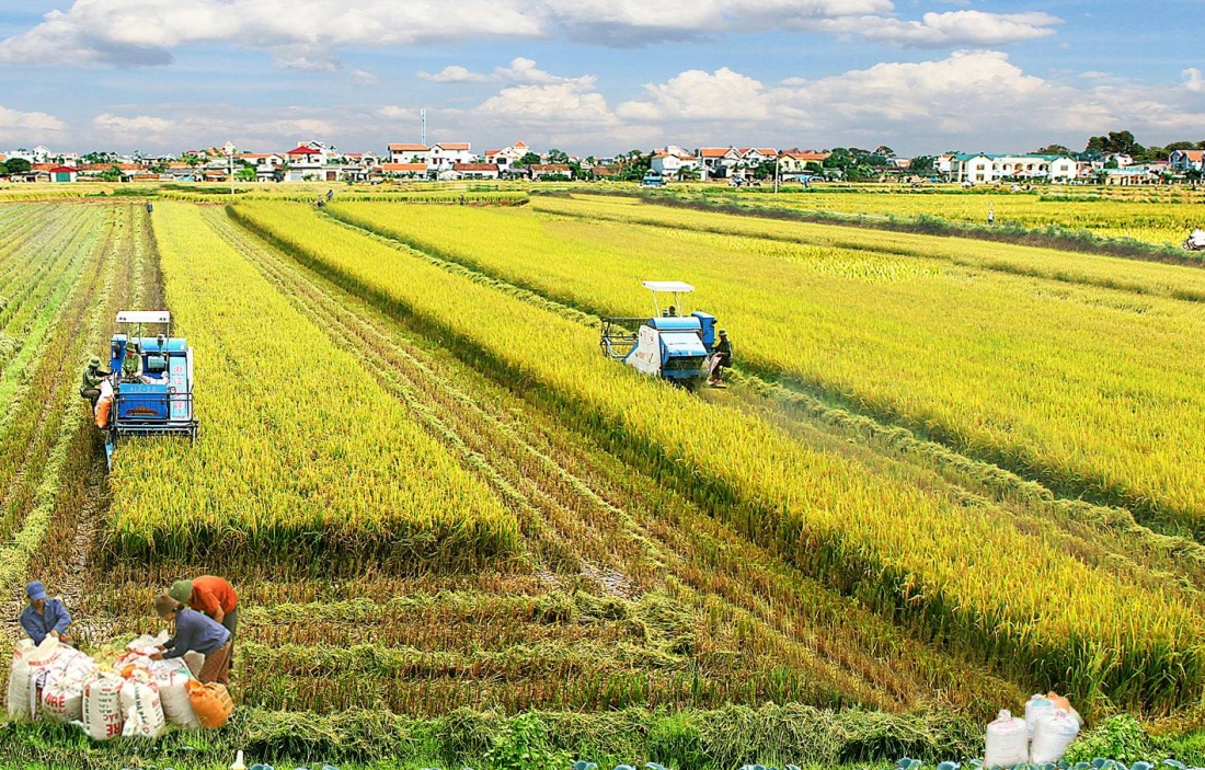 Senegal's Gradual Transition: From Agriculture to Oil Opportunities