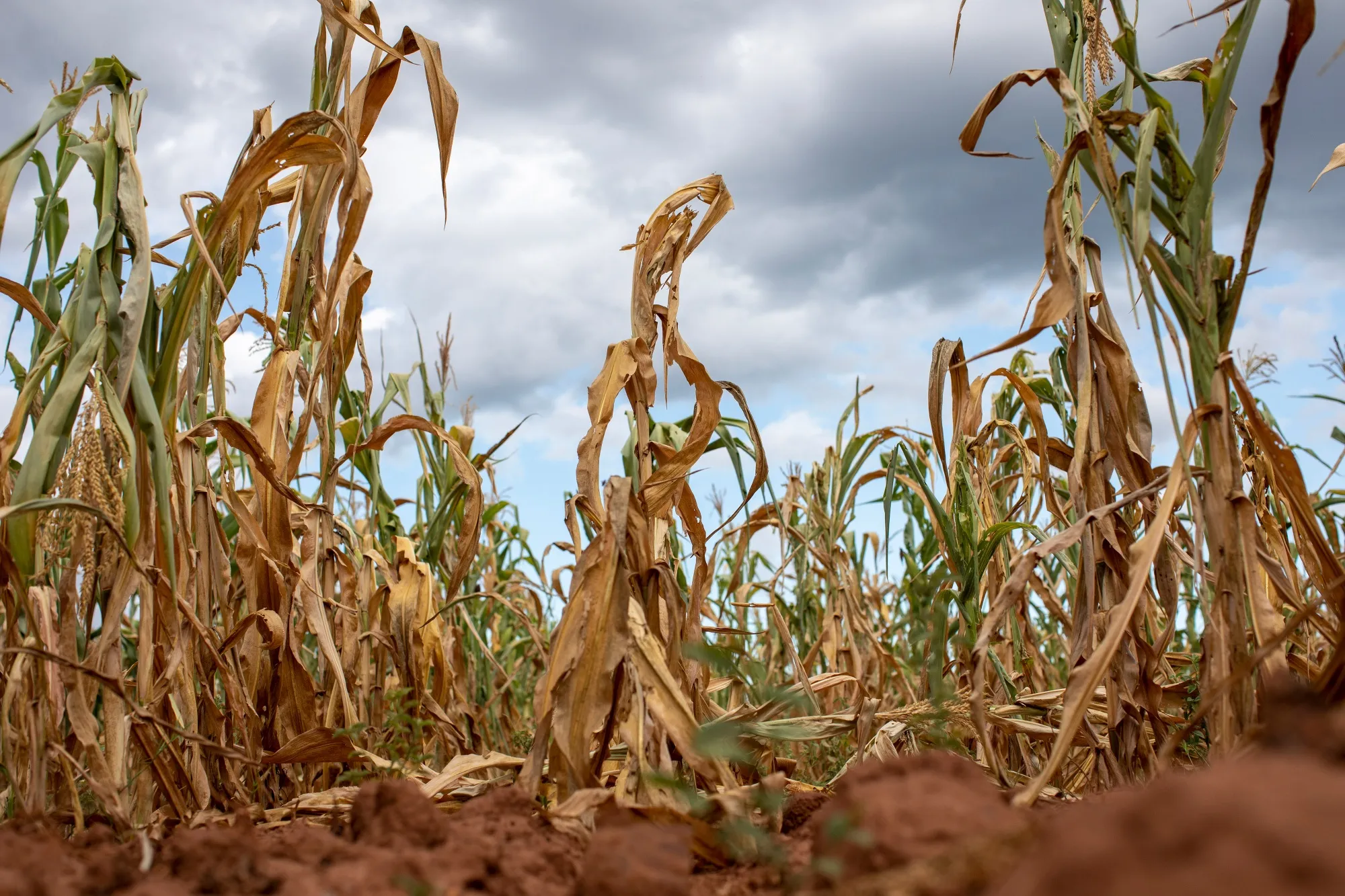 Zimbabwe Crisis Unfolding: Majority of Expected Harvest Failing
