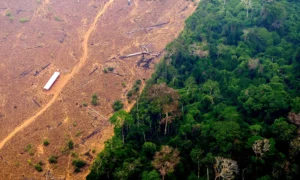 Amazon Deforestation Rises for the First Time in Over a Year Amid Worker Strike