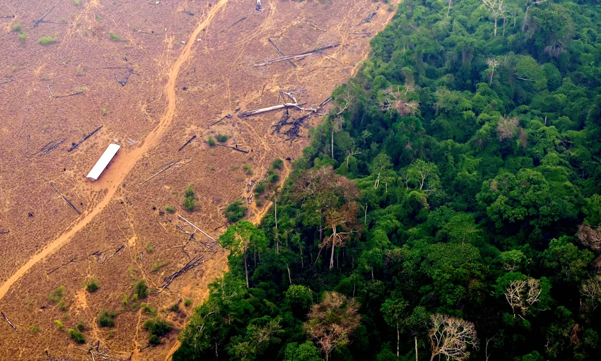 Amazon Deforestation Rises for the First Time in Over a Year Amid Worker Strike