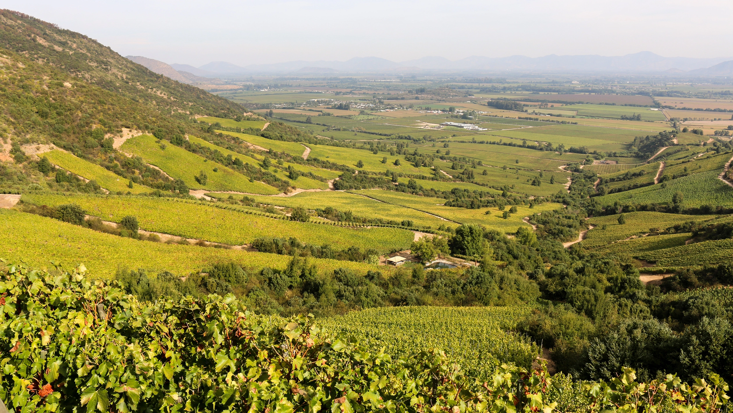 Chile-wine