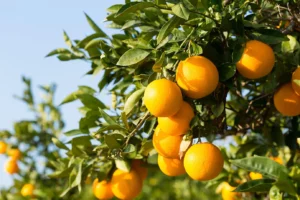 Navigating Trade Barriers: Botswana and South Africa's Citrus Conflict