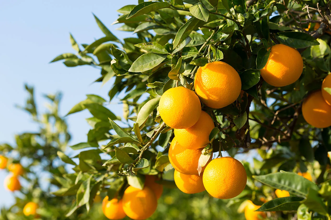Navigating Trade Barriers: Botswana and South Africa's Citrus Conflict