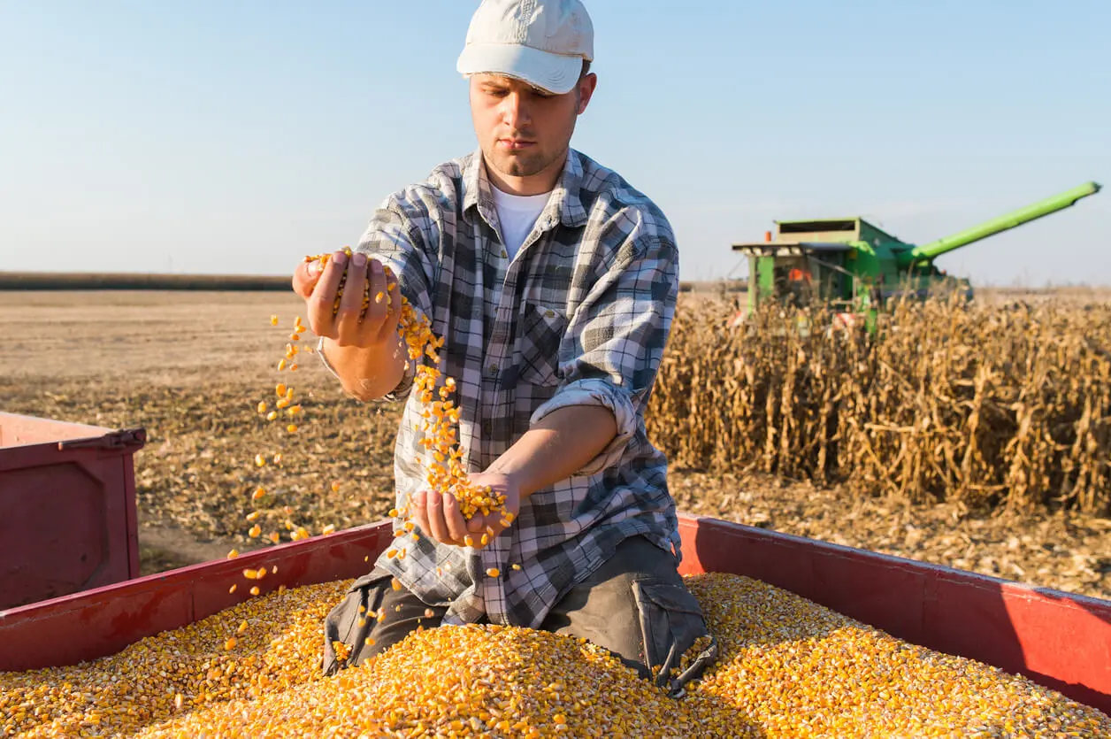 Paraguay's Corn Exports Plunge 28.5% by July 2024. (Photo Internet reproduction)