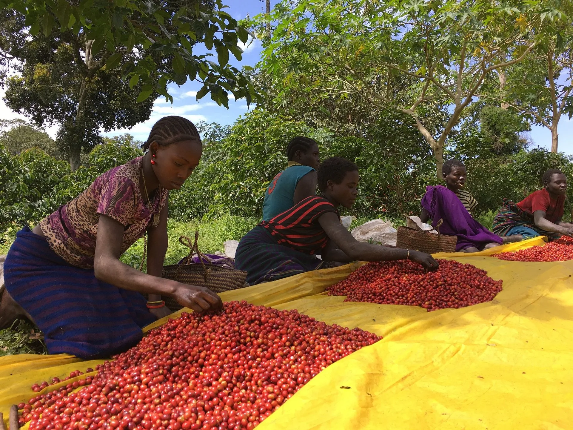 Ethiopian Coffee Export Surge in July 2024. (Photo Internet reproduction)