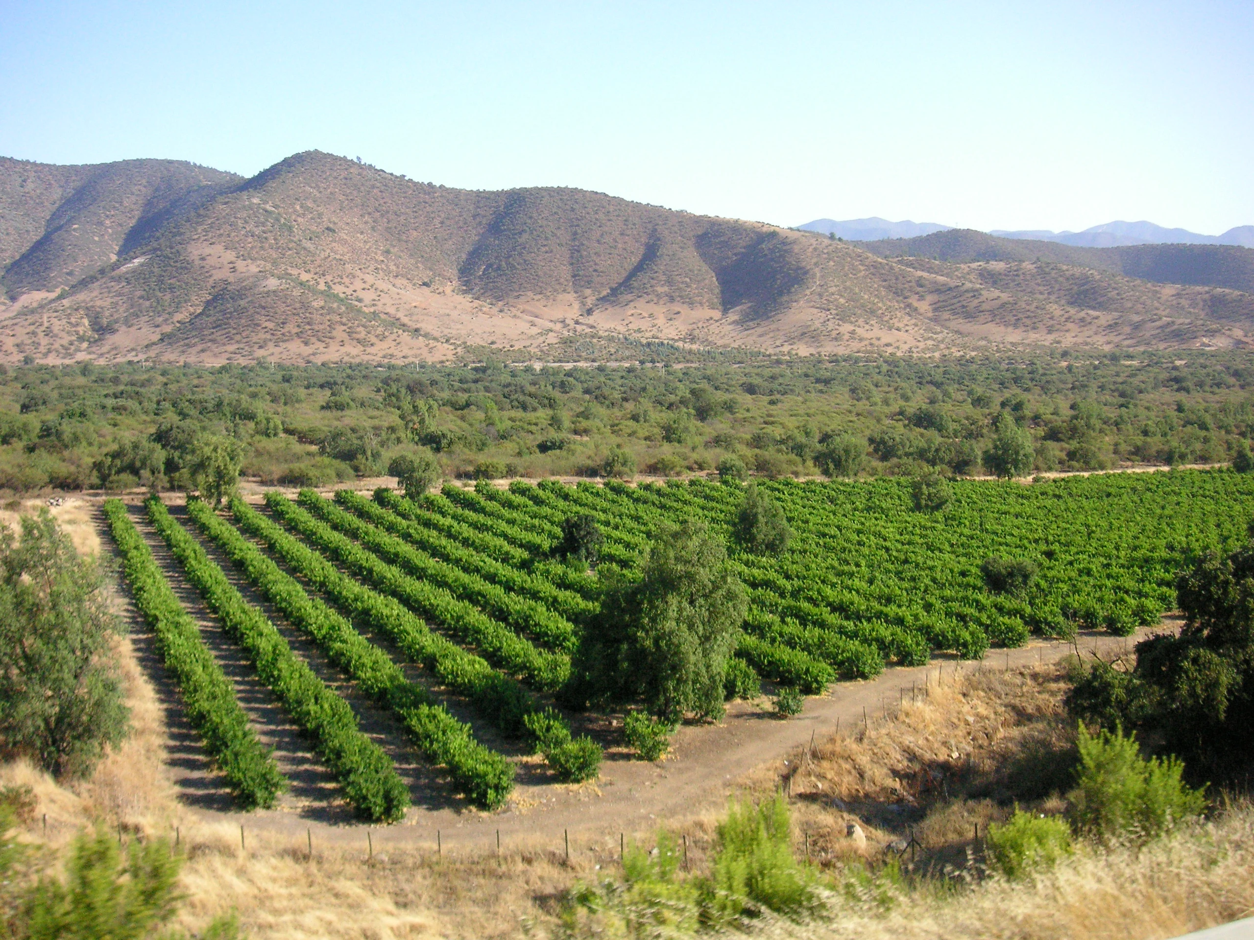 Chile, Peru, Mexico Form Alliance to Tackle Grape Glut. (Photo Internet reproduction)