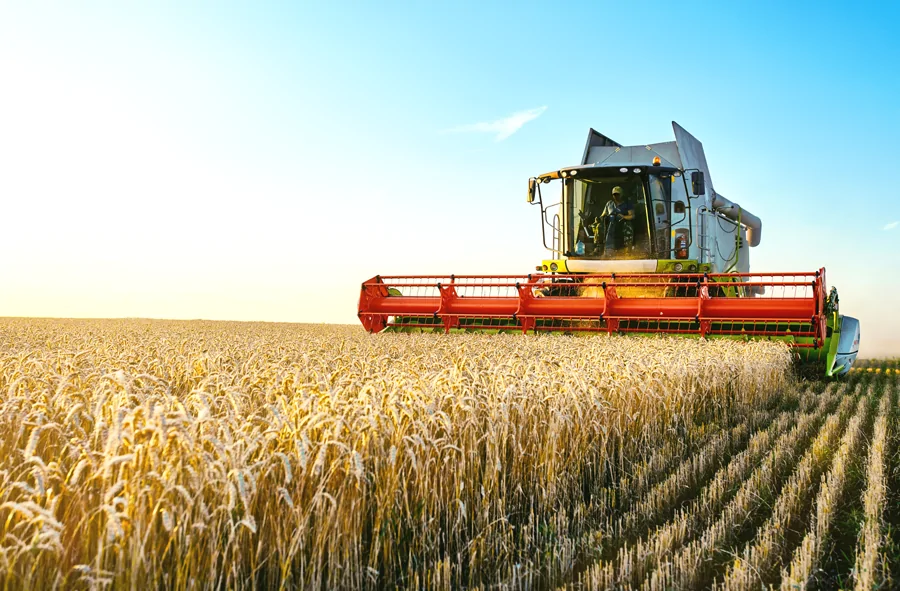 German Winter Wheat Harvest Suffers a 15% Decline Due to Harsh Weather