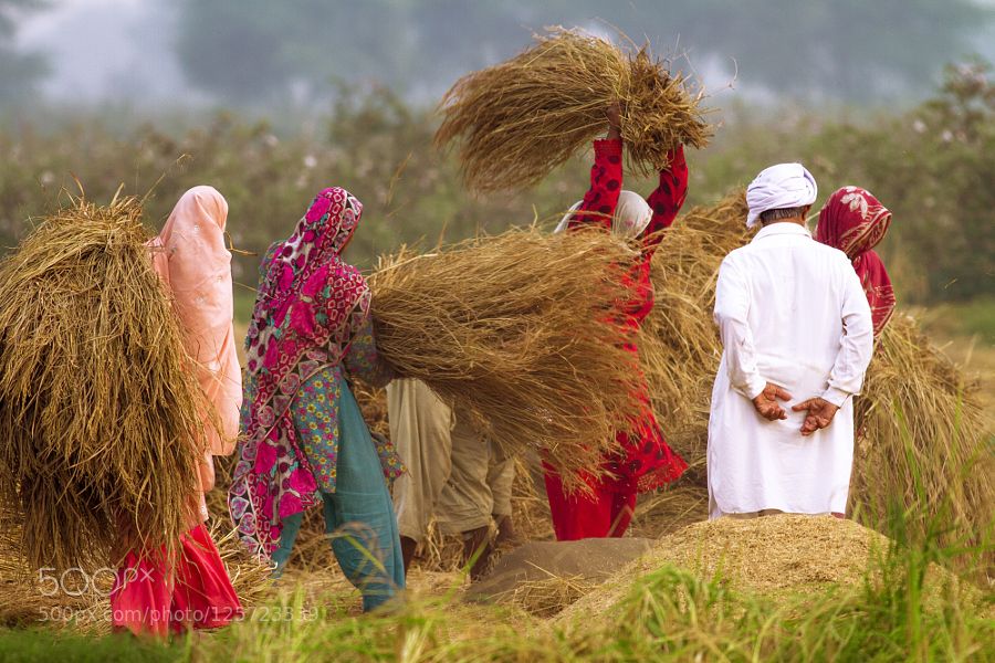 Rice harvest india