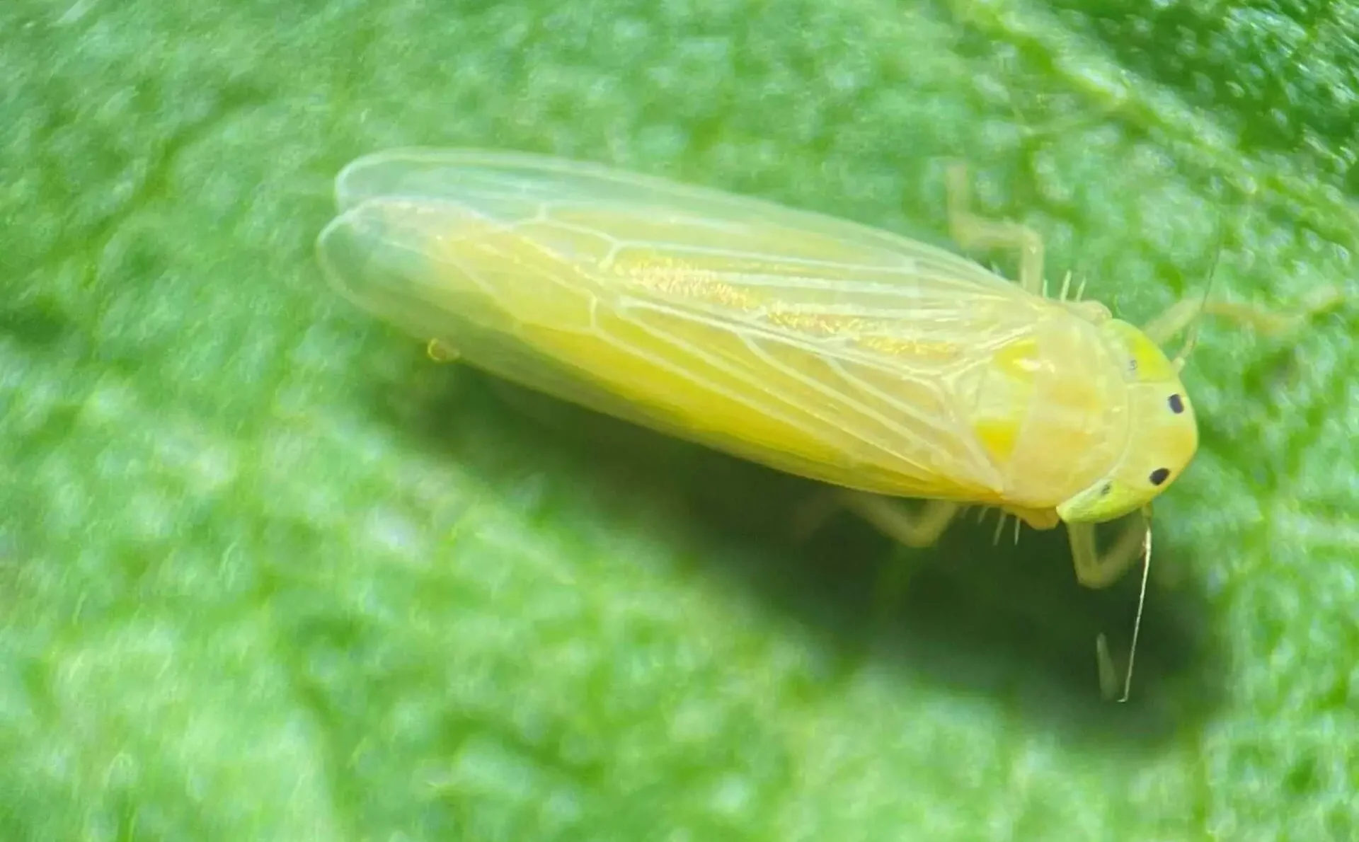 leafhopper