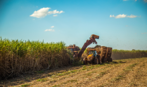 Global Sugar Shortage Looms as Brazil's Crop Falters