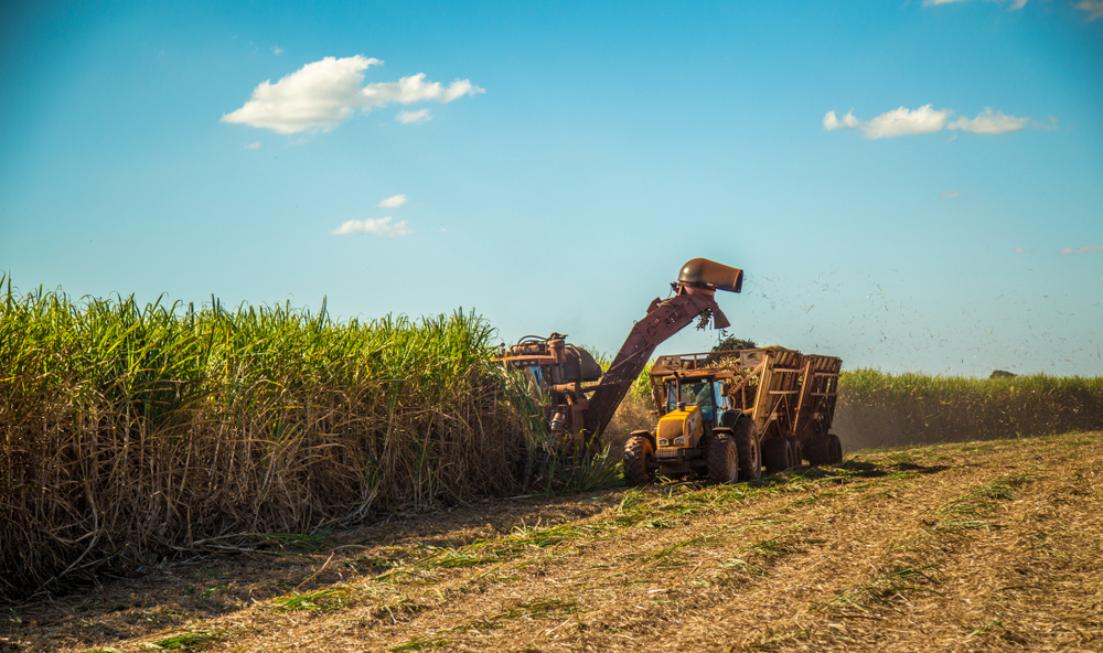 Brazil Nears Record Sugar Cane Harvest Amidst Dry Spells